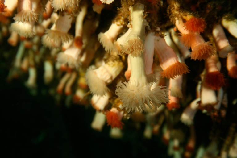 Corales del Fiordo Comau, Patagonia, Chile | Foto: Vreni Häussermann