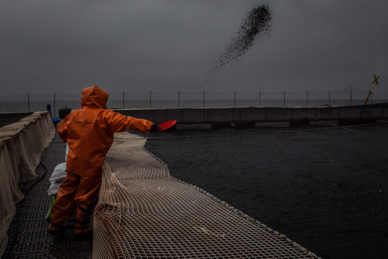 Trabajador alimentando a los salmones. Foto: WWF Chile-Meridith Kohut.