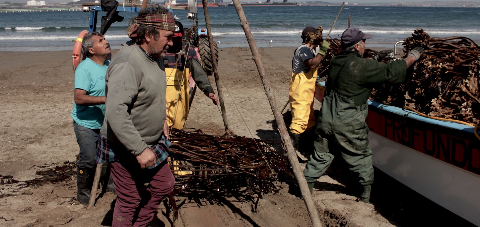 Pescadores pesando el huiro recolectado en Ventanas. Uno de los únicos recursos que hoy pueden extraer del mar. Foto: Michelle Carrere