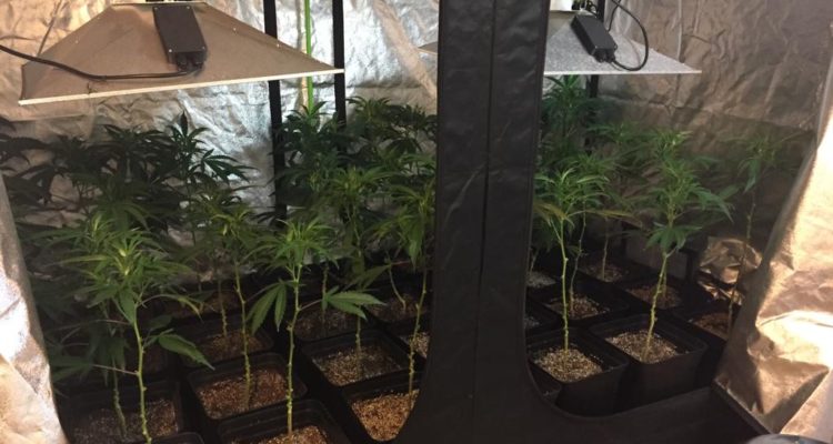 Cedidas a RBB Santiago