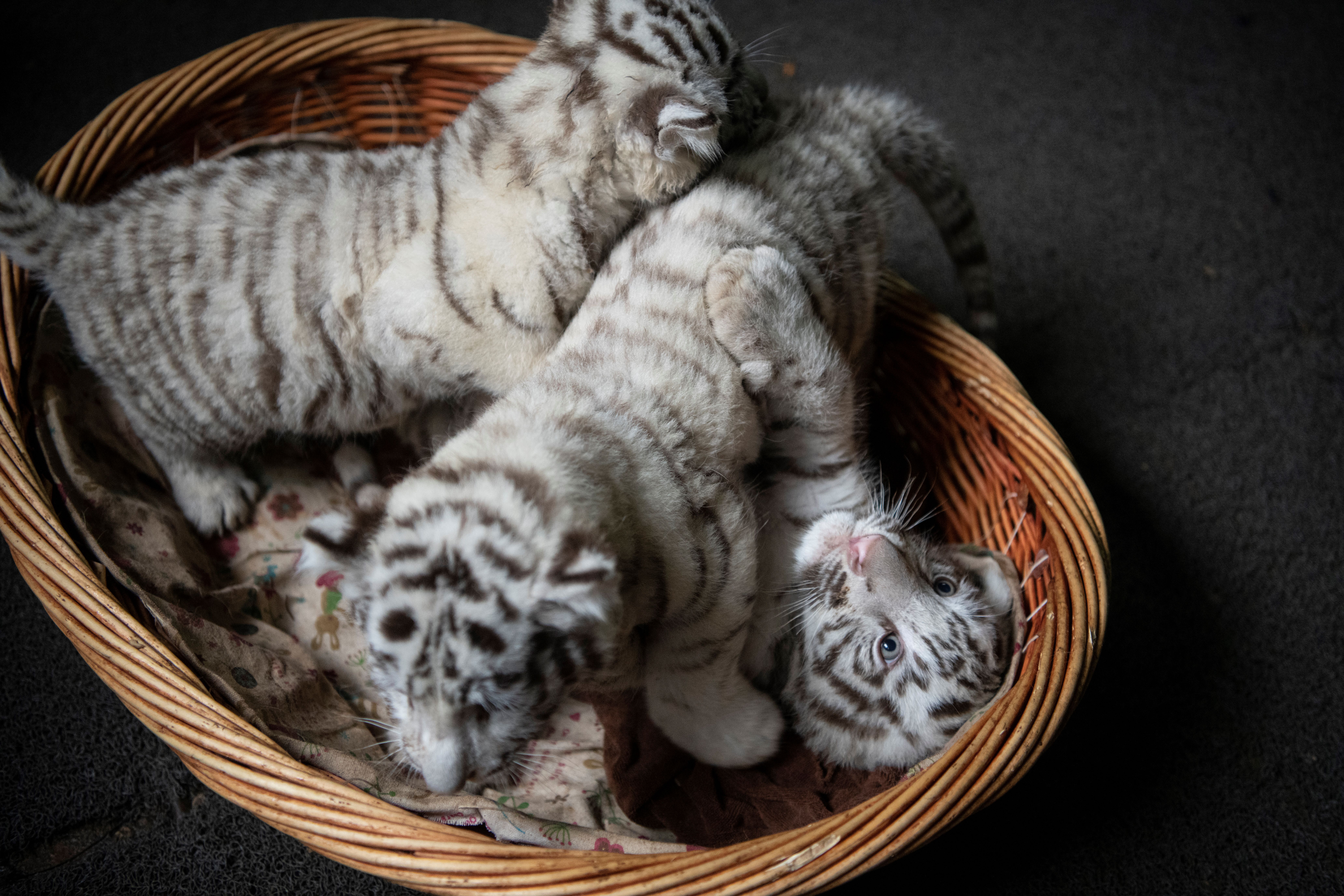 Tres Cachorros De Tigre Blanco Con Ojos Azules Encandilan A China Sociedad Biobiochile