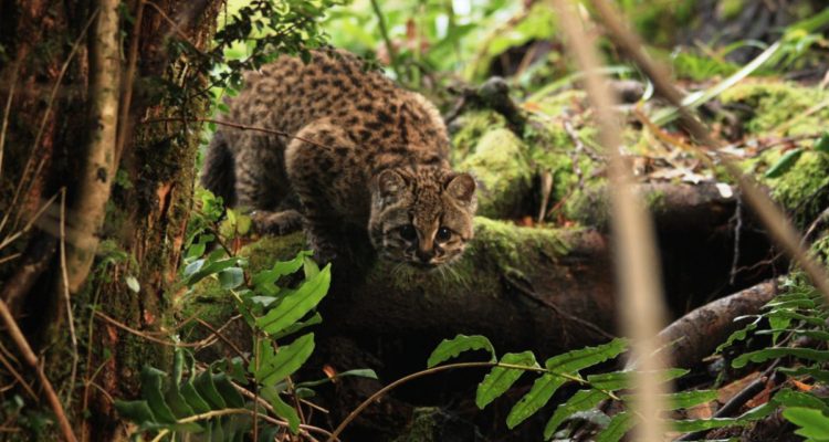 Contexto | Jerry Laker | Fauna Australis