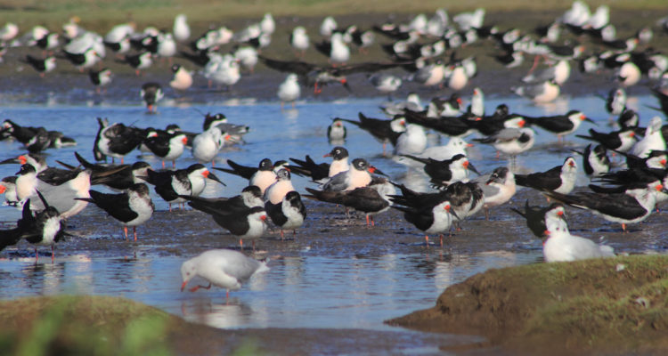 Crédito | WkndHeroes.com