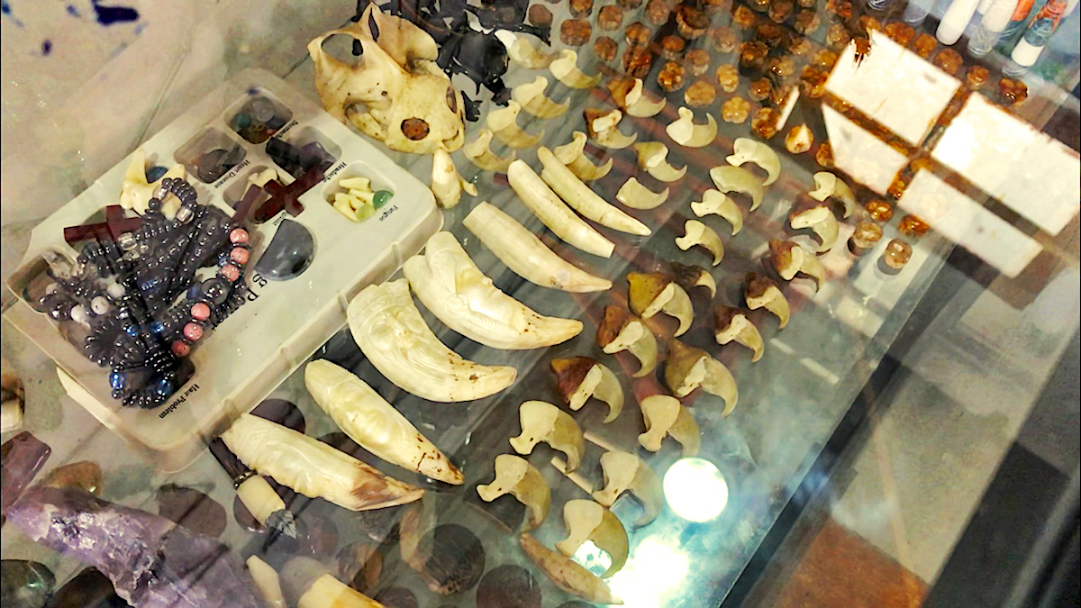 En las tiendas de artesanías de Iquitos, se están comercializando colmillos, cráneos y garras de jaguar, además de otros derivados de la fauna silvestre. Varios vendedores ofrecen los colmillos a escondidas para evitar los controles de las autoridades. Foto: Eduardo Franco Berton.