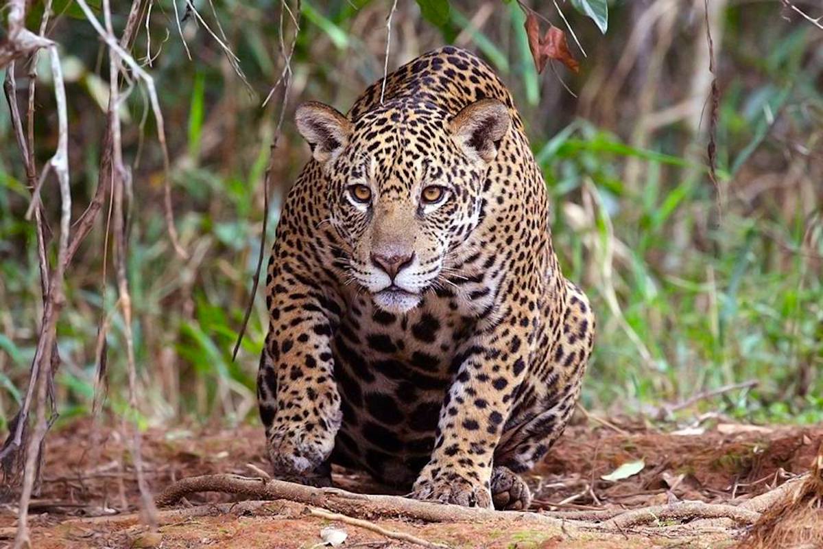 Los colmillos más grandes de jaguar pueden costar entre 250 y 300 soles (76 a 91 dólares), y los más pequeños entre 100 y 150 soles (30 a 45 dólares). Foto: Wikimedia Commons.