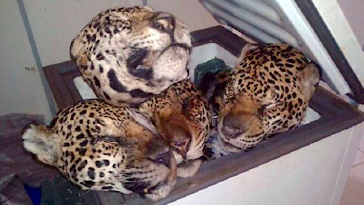 Cabezas de jaguar encontradas en el decomiso de Curionópolis, Pará, en 2016. Este caso alarmó a la población brasileña y a las autoridades que participaron en el operativo. Foto: Assessoria de Comunicação da Segup.