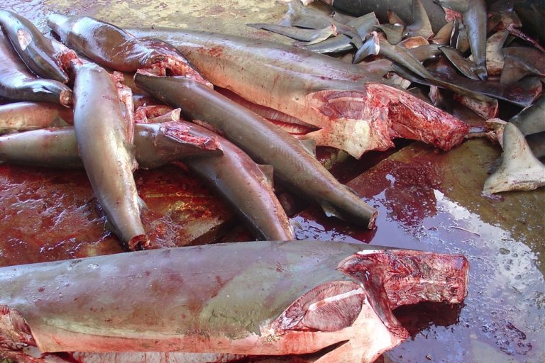 Tiburones capturados en el malecón de Puerto López, Ecuador. Foto: Rocío Muñoz