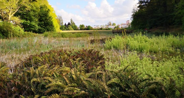 Cristian Cerna | RBB