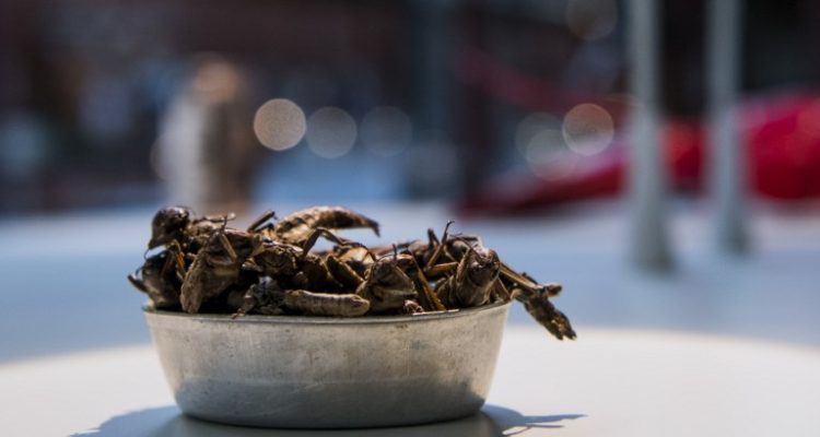 Nsenene  |  Jonathan Nackstrand | Agence France Presse 