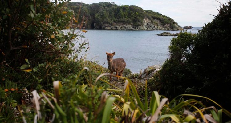 ARCHIVO | Felipe Guarda | Agencia UNO