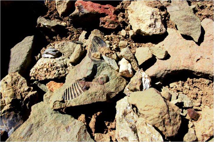 Investigan Destruccion De Fosiles Marinos Que Datan Desde Hace 20