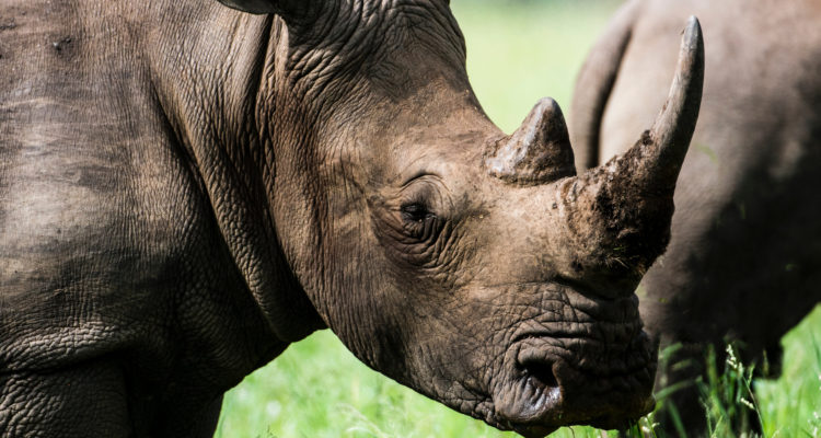 Frans Van Heerden | Pexels (CCO)  