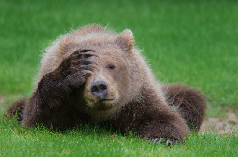 "Cachorro de oso marrón costero con dolor de cabeza", de Danielle D'Ermo | www.comedywildlifephoto.com