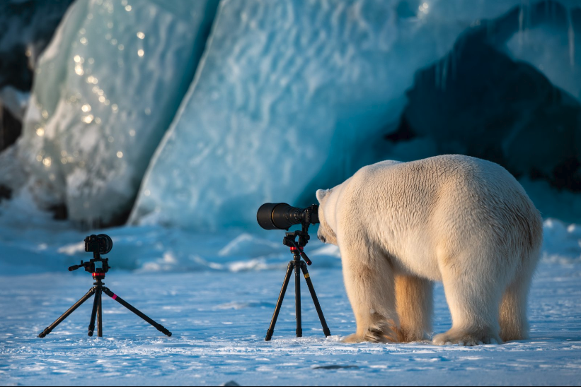"Fotógraf-oso de fauna salvaje", de Role Galitz | www.comedywildlifephoto.com