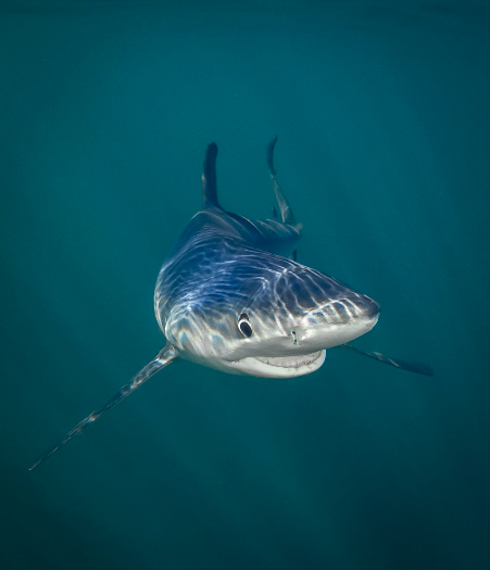 "Tiburón azul sonriente", de Tanya Houppermans | www.comedywildlifephoto.com