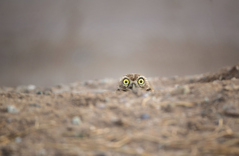 "Peek-a-boo", de Shane Keena | www.comedywildlifephoto.com