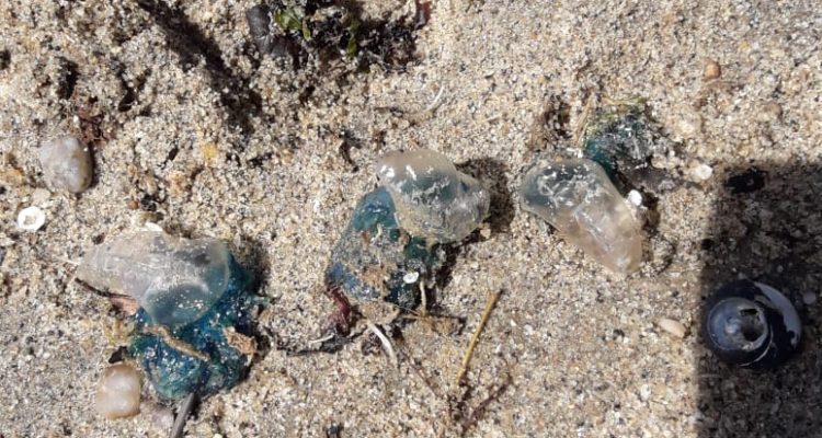 Twitter @SernapescaVIII