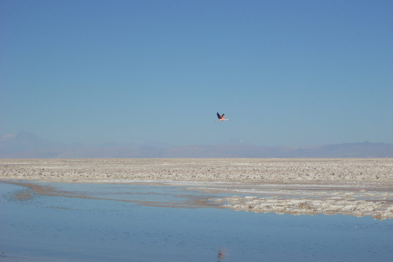 Salar de Atacama. Foto: Michelle Carrere.