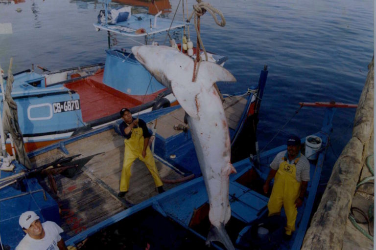 Pesca de tiburón Mako o Marrajo en Iquique, norte de Chile. Foto: Miguel Araya