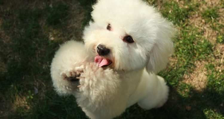 CONTEXTO | Max Pixel