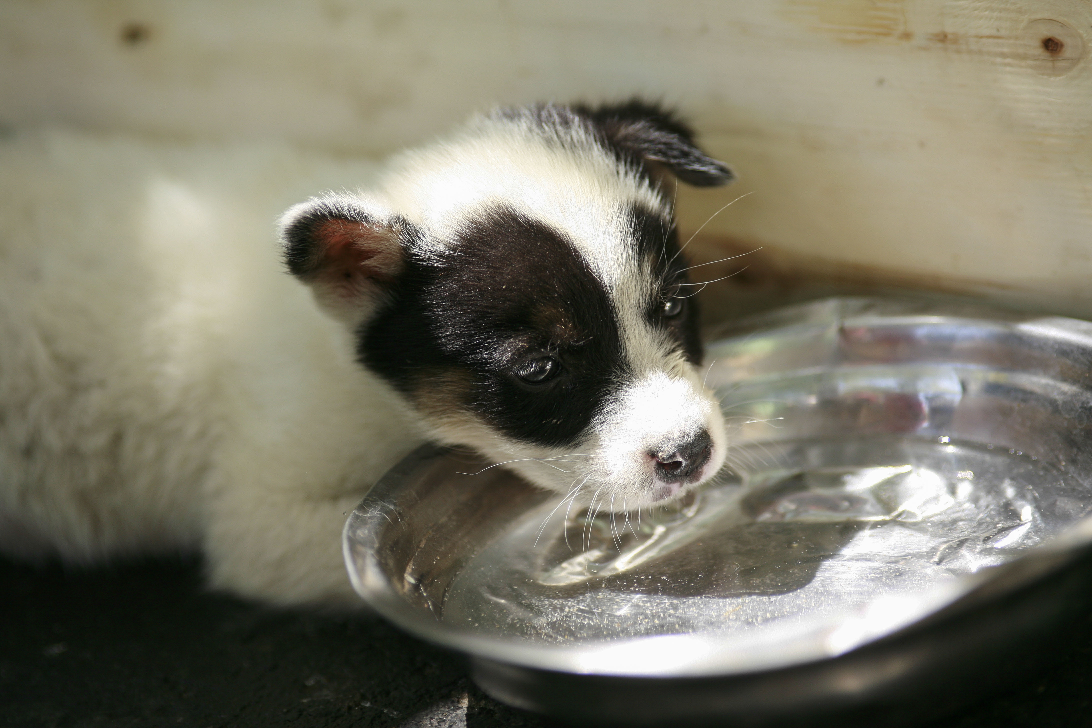 Mas De 343 Mil Perros Y Gatos Sin Dueno Deambulan Por Las Calles De Chile Nacional Biobiochile