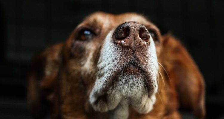 PICNIC_Fotografie | Pixabay (CCO)