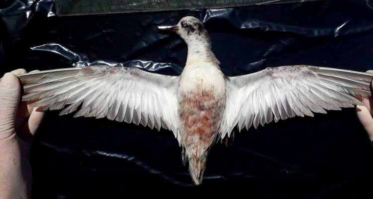 Reserva Natural Municipal Humedal de Cartagena | Facebook