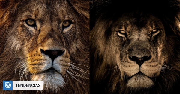 Fantasma y Oscuridad: la terrible historia de los leones devoradores de  hombres que aterraron África | Sociedad | BioBioChile