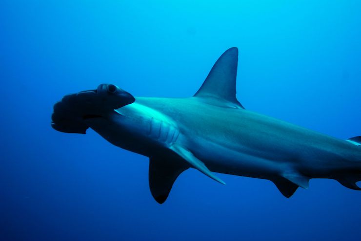 Ejemplar de la especie tiburón Martillo (Sphyrna lewini) captado en aguas de isla Wolf. Crédito: Eduardo Espinoza