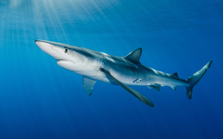 Tiburón Azulejo (Prionace glauca). Foto: Daniel Norwood (www.danielnorwoodphotography.com)