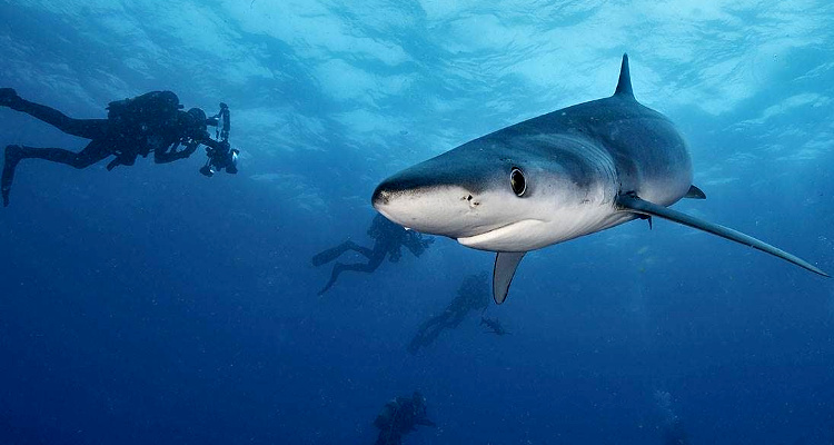 Oceana México