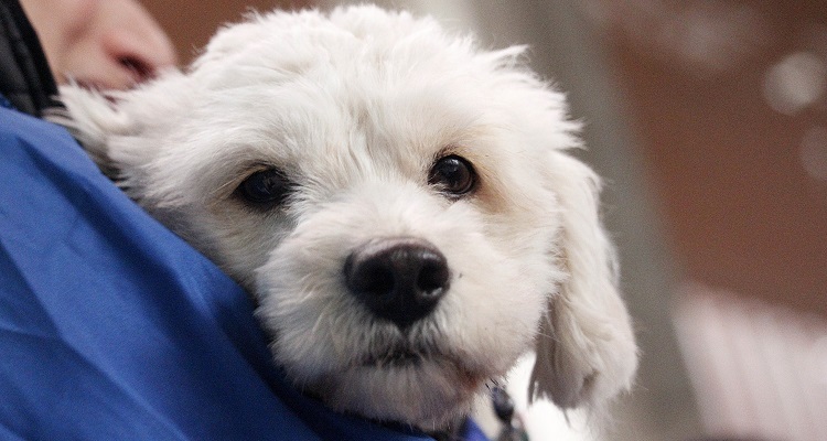 ARCHIVO | Leonardo Rubilar | Agencia Uno