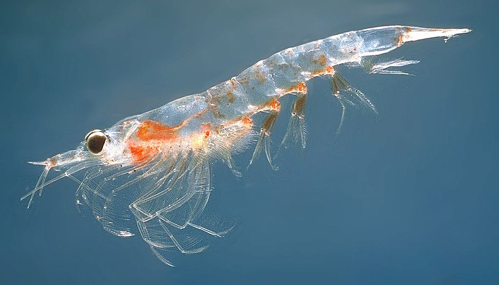 Krill | Wikimedia Commons