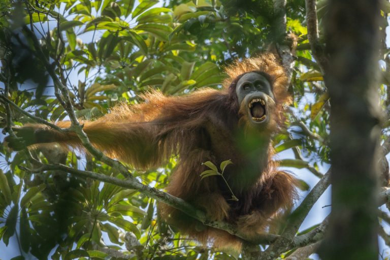 Existen menos de 800 orangutanes Batang Toru, por lo que es el más raro de todos los grandes simios. Foto: Maxine Aliaga