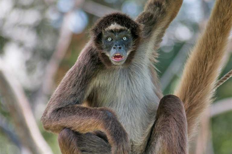 El mono araña marrón o multicolor (Ateles hybridus), uno de los 25 primates más amenazados del mundo y residente de la Estación Experimental Caparo. Imagen de un fotógrafo autorizado bajo la licencia genérica Creative Commons Atribución-CompartirIgual 3.0.