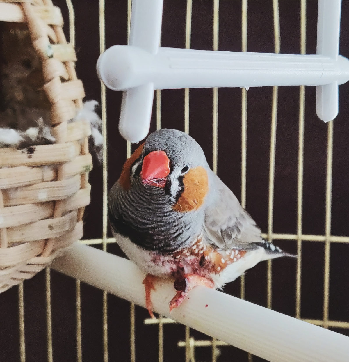 попугай кенар. певчие птицы амадины. вольеры для певчих птиц. домашние птички в клетках амадины. попугаи зебровые амадины.