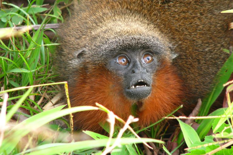 El mico bonito del Caquetá fue declarado en peligro crítico de extinción por parte de la UICN poco después de su descubrimiento. Foto: Javier García, Fundación Herencia Natural.