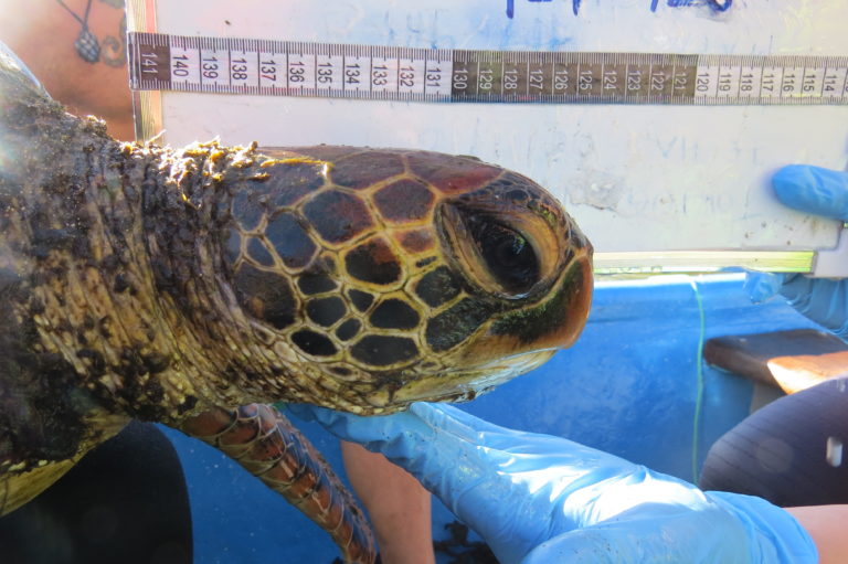 Foto: Primer monitoreo de tortugas en Rapa Nui. Foto: Rocío Álvarez