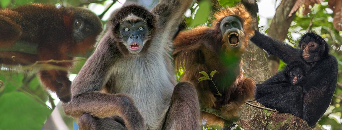 Mongabay Latam 