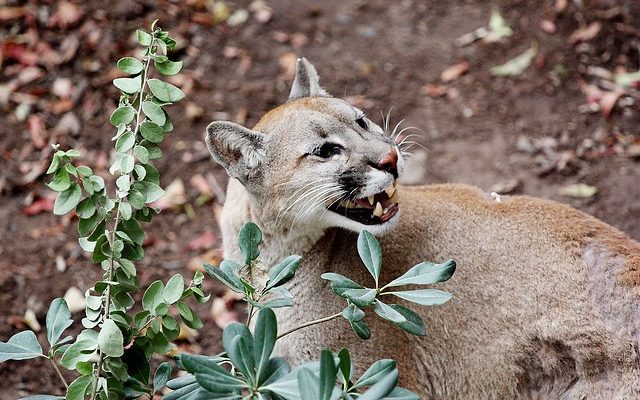 Archivo | David Cortés | Agencia UNO