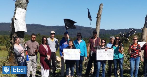 Vecinos que plantaron álamos en Valdivia valoran el fin de la tala por parte del MOP