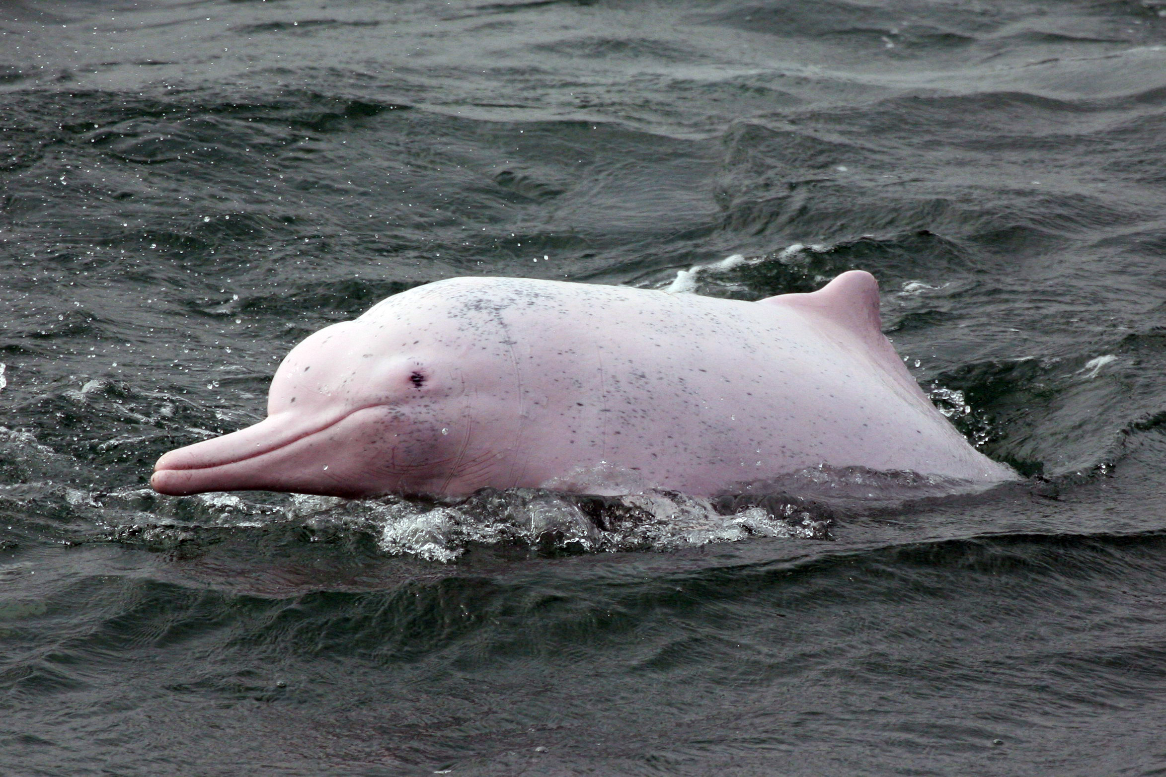 HK Dolphin Conservation Society | Agence France-Presse