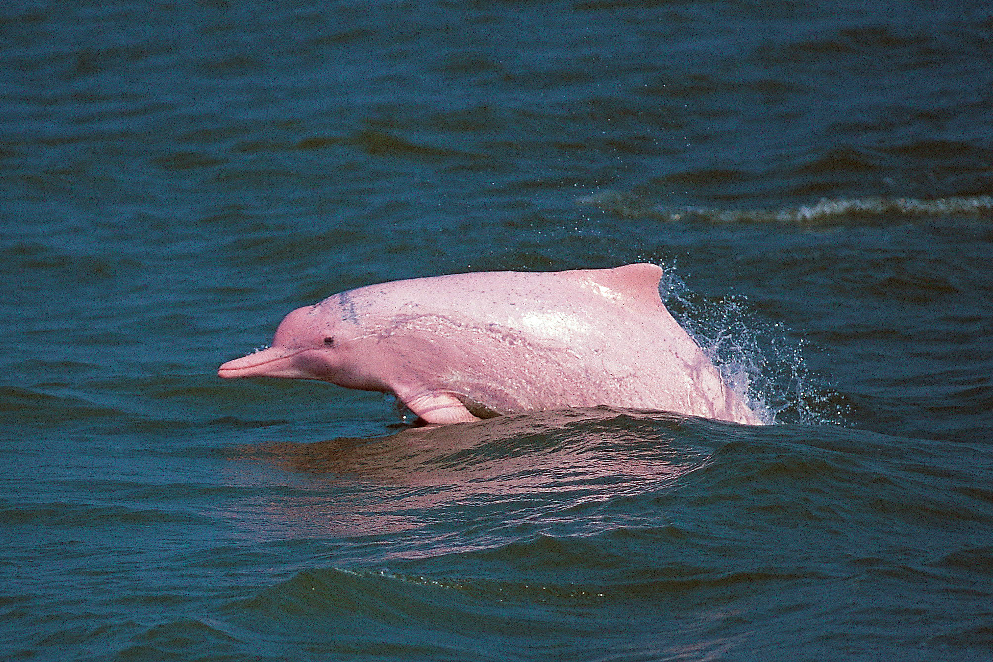 HK Dolphin Conservation Society | Agence France-Presse