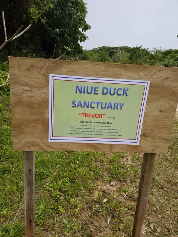 Trevor the Duck - Niue