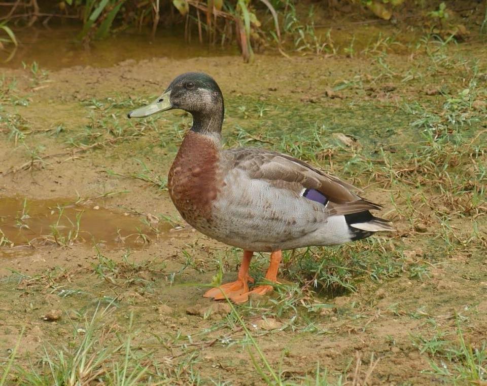 Trevor the Duck – Niue