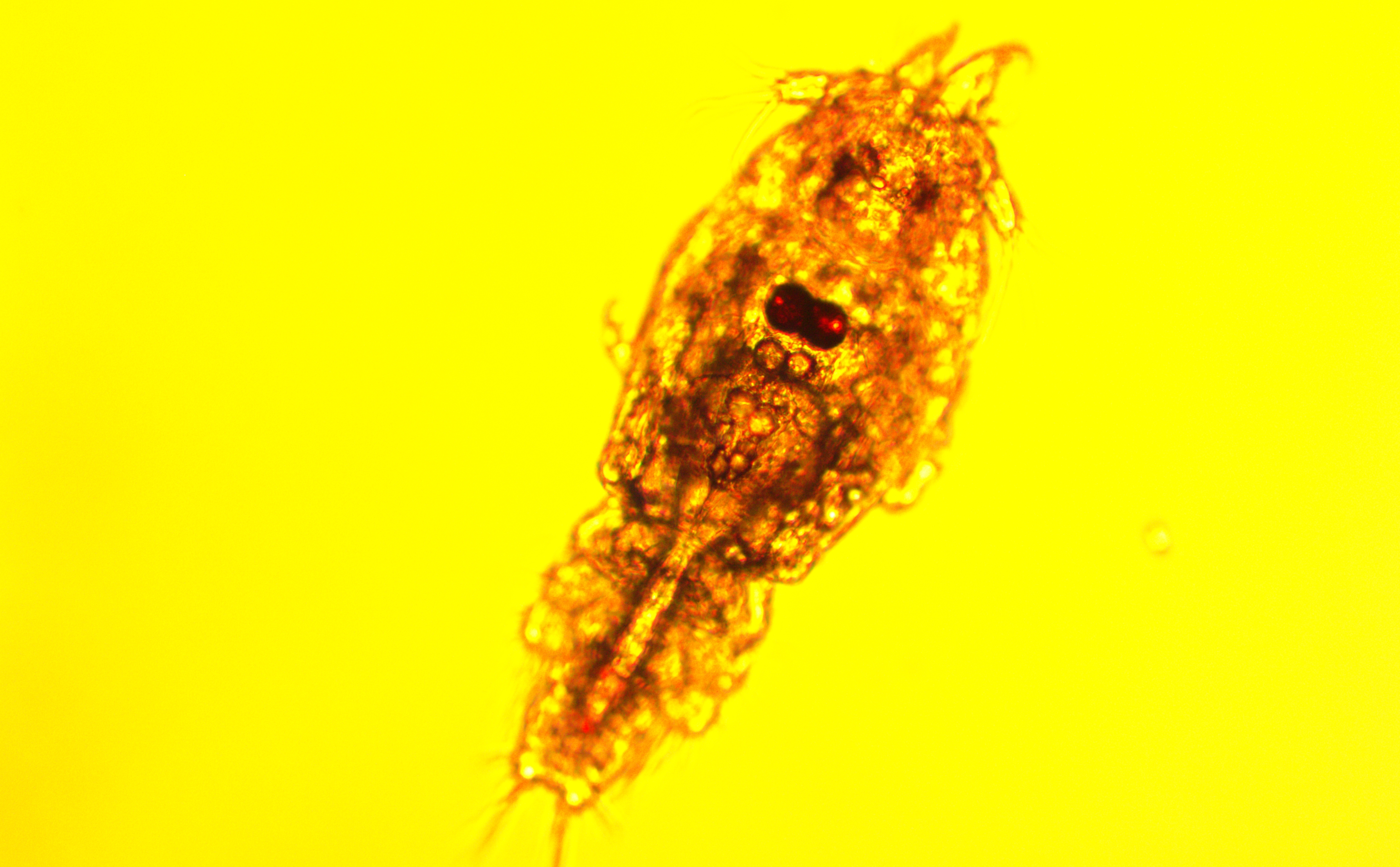 Caligus rogercresseyi (piojo de mar)