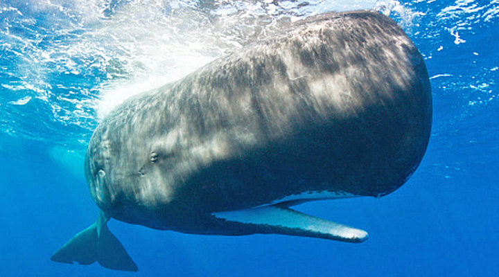 Reinhard Dirscherl |  Ullstein Bild  (CCO)