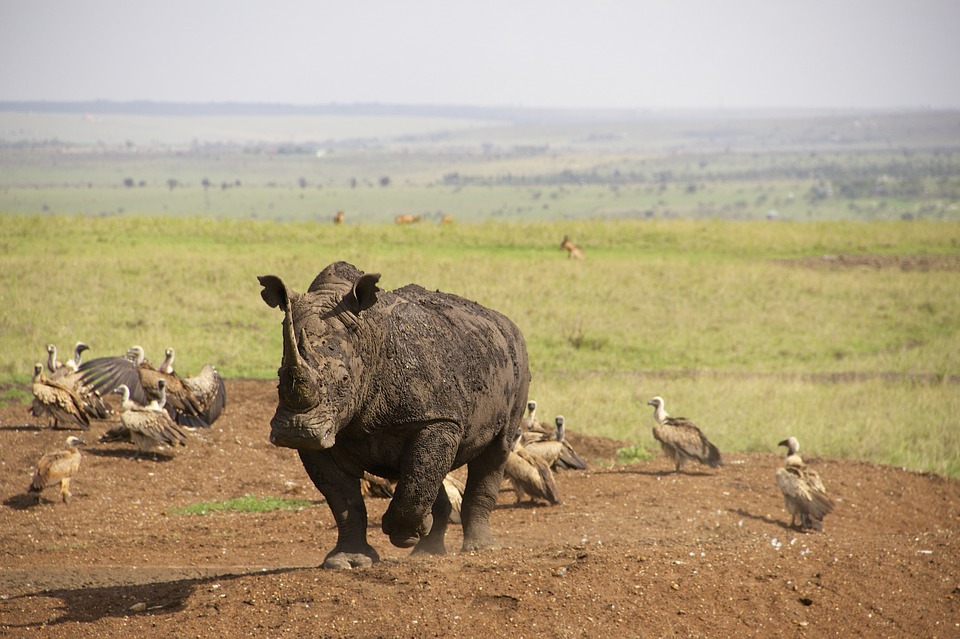 Parque Nacional Nairobi, en Kenia | Max Pixel