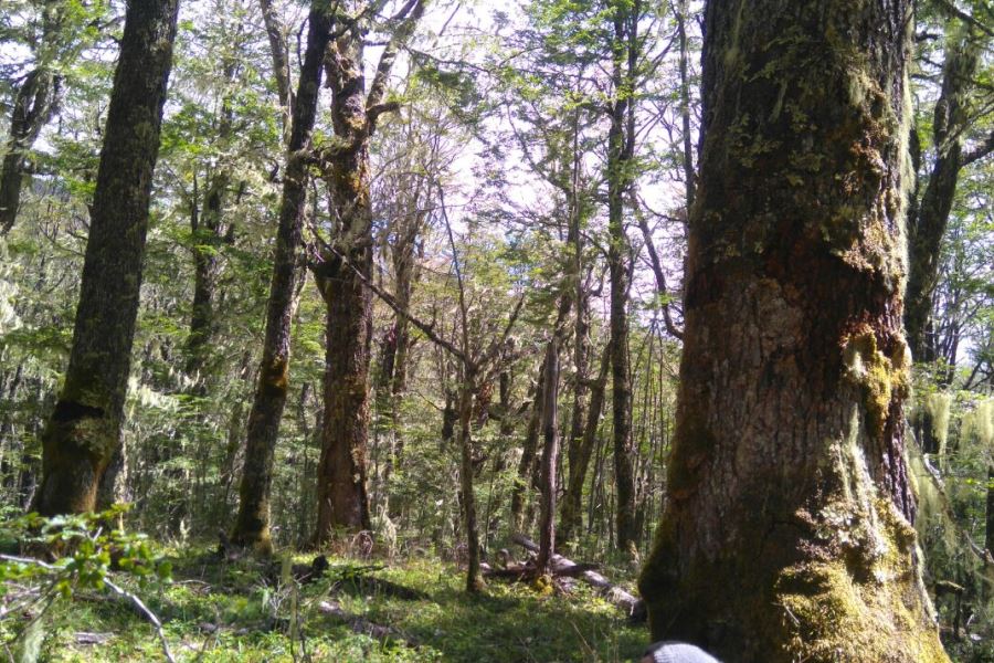 Bosque de Lenga | Álvaro Gutiérrez