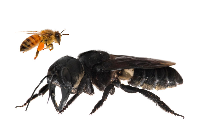 Megachile pluto | Clay Bolt